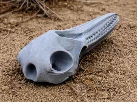 Common Bottlenose Dolphin Skull 3D Model