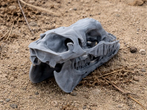 Cr&aacute;neo de camello Modelo 3D