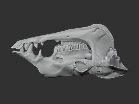 Camel Skull 3D Model