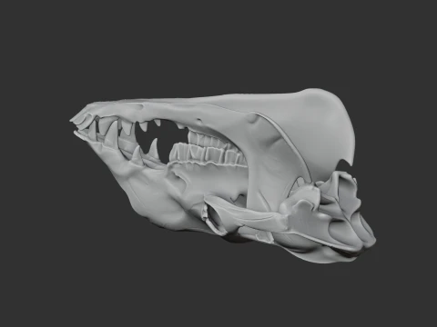 Camel Skull 3D Model