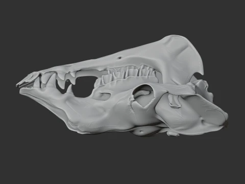 Camel Skull 3D Model