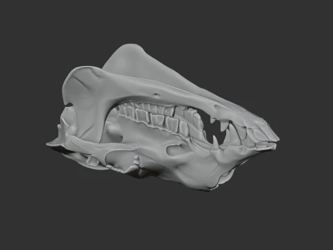 Camel Skull 3D Model