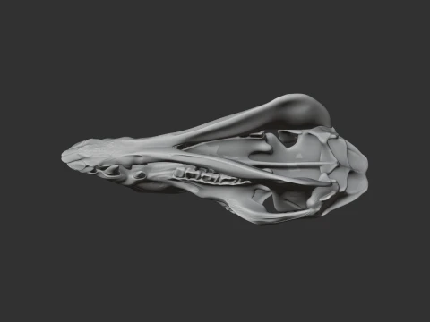 Camel Skull 3D Model