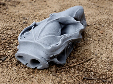 Common Brushtail Possum Skull 3D Model