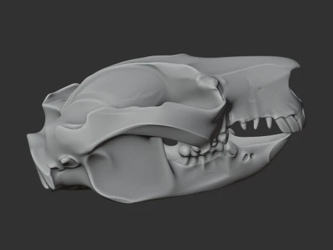 Common Brushtail Possum Skull 3D Model
