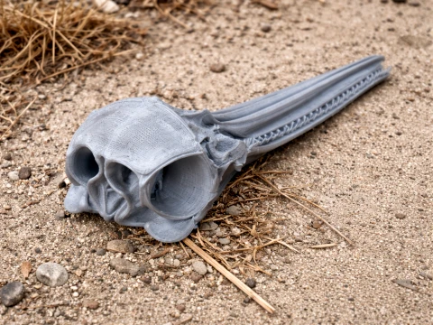 Common Dolphin Skull 3D Model