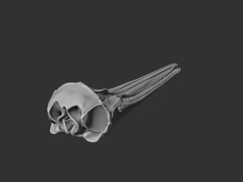 Common Dolphin Skull 3D Model