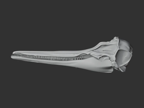 Common Dolphin Skull 3D Model