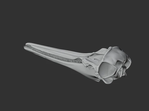 Common Dolphin Skull 3D Model