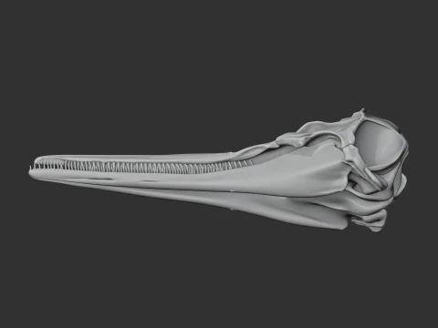 Common Dolphin Skull 3D Model