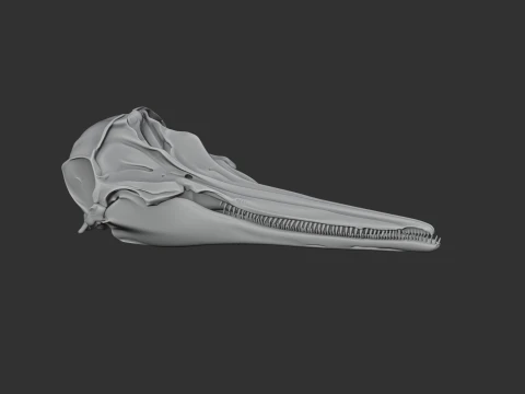 Common Dolphin Skull 3D Model
