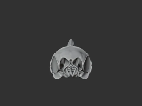 Common Dolphin Skull 3D Model