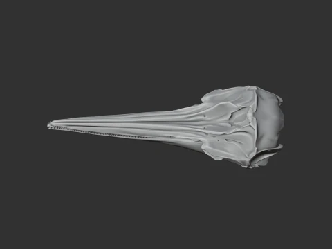 Common Dolphin Skull 3D Model