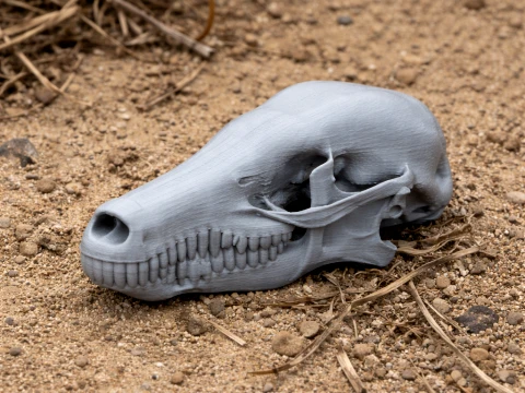 Cr&aacute;neo de topo com&uacute;n Modelo 3D