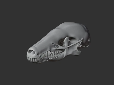 Common Mole Skull 3D Model