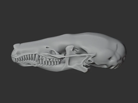 Common Mole Skull 3D Model
