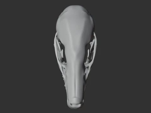 Common Mole Skull 3D Model