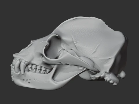 California Sea Lion Skull 3D Model