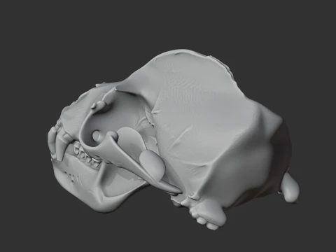 California Sea Lion Skull 3D Model