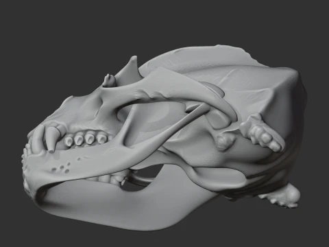 California Sea Lion Skull 3D Model