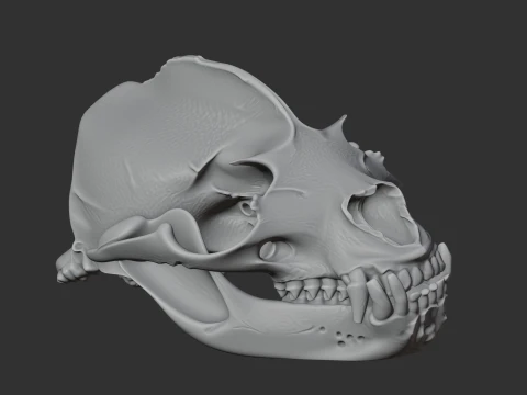 California Sea Lion Skull 3D Model