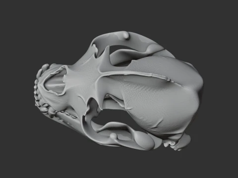 California Sea Lion Skull 3D Model