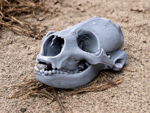 Common Seal Skull 3D Model