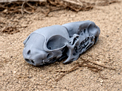 Ortak Fare Kafatası 3D Model