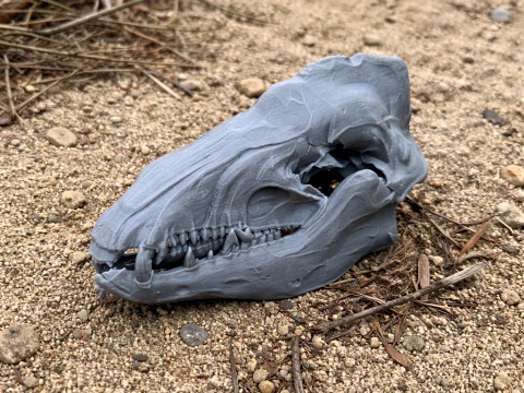 Gemeenschappelijke Tenrec-schedel 3D Model