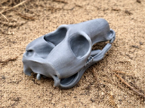 Gemeenschappelijke Wallaroe-schedel 3D Model