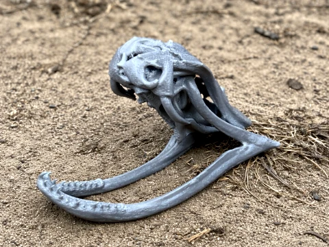 Copperhead Skull 3D Model