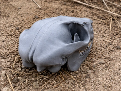 Common Ringtail Possum Skull 3D Model
