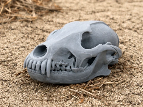 Czaszka Kojota Model 3D
