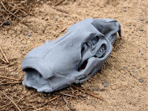 Cráneo de foca cangrejera Modelo 3D