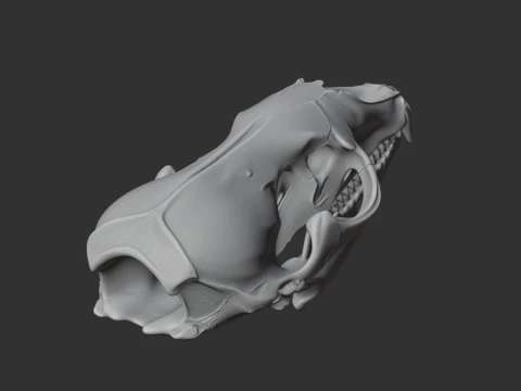 Crabeater Seal Skull 3D Model