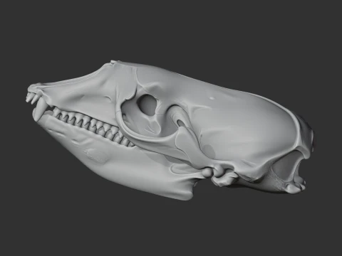 Crabeater Seal Skull 3D Model