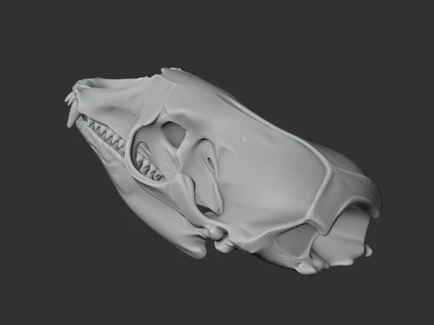 Crabeater Seal Skull 3D Model