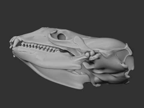 Crabeater Seal Skull 3D Model