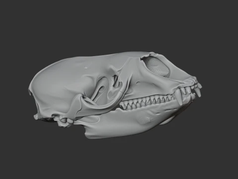 Crabeater Seal Skull 3D Model
