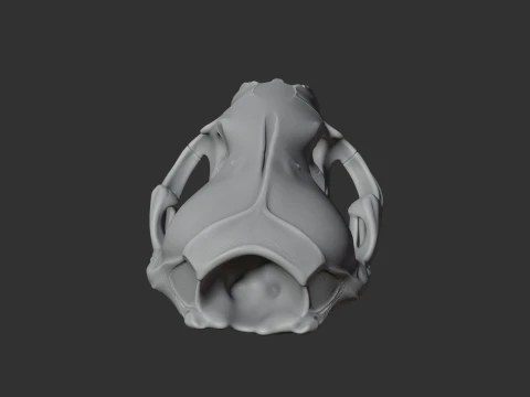 Crabeater Seal Skull 3D Model