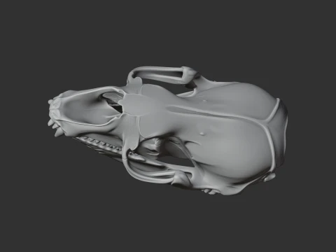 Crabeater Seal Skull 3D Model