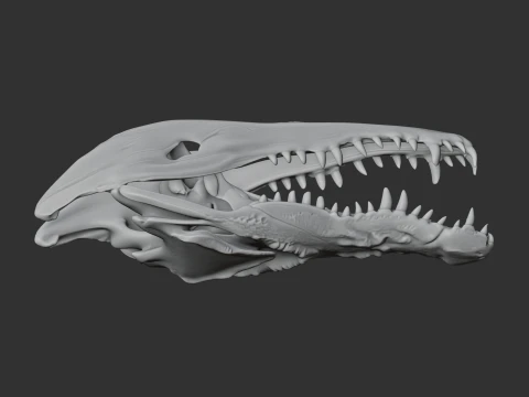 Crocodile Skull 3D Model