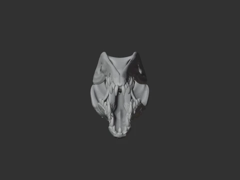 Crocodile Skull 3D Model