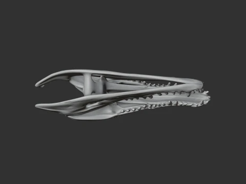 Crocodile Skull 3D Model