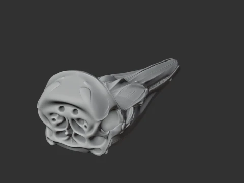Dalls Porpoise Skull 3D Model