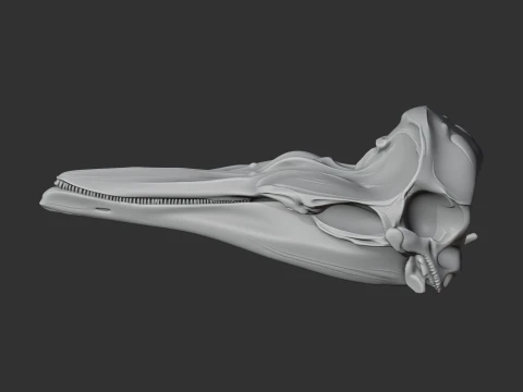Dalls Porpoise Skull 3D Model