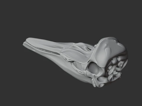 Dalls Porpoise Skull 3D Model