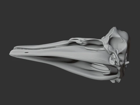 Dalls Porpoise Skull 3D Model
