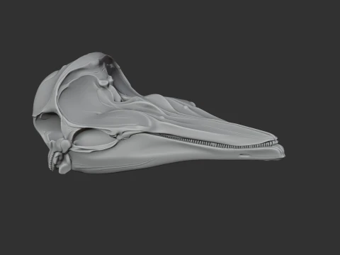 Dalls Porpoise Skull 3D Model