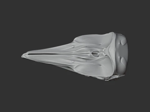 Dalls Porpoise Skull 3D Model